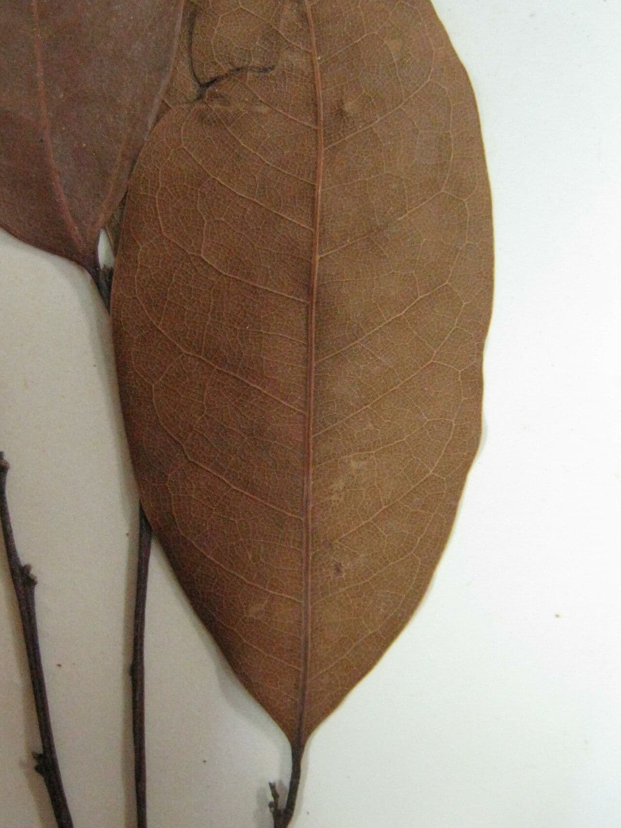 Cryptocarya 5