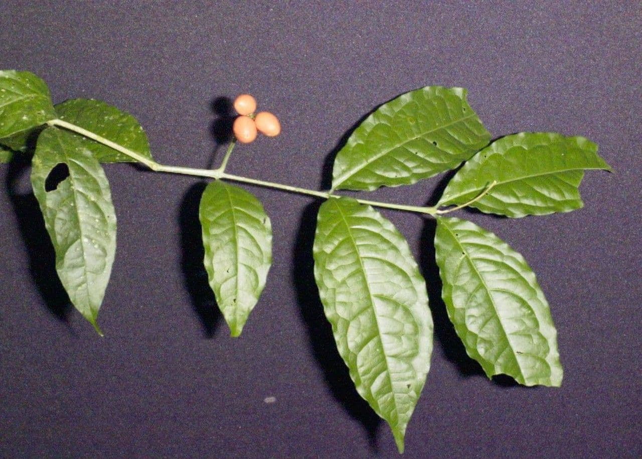 Bunchosia 18