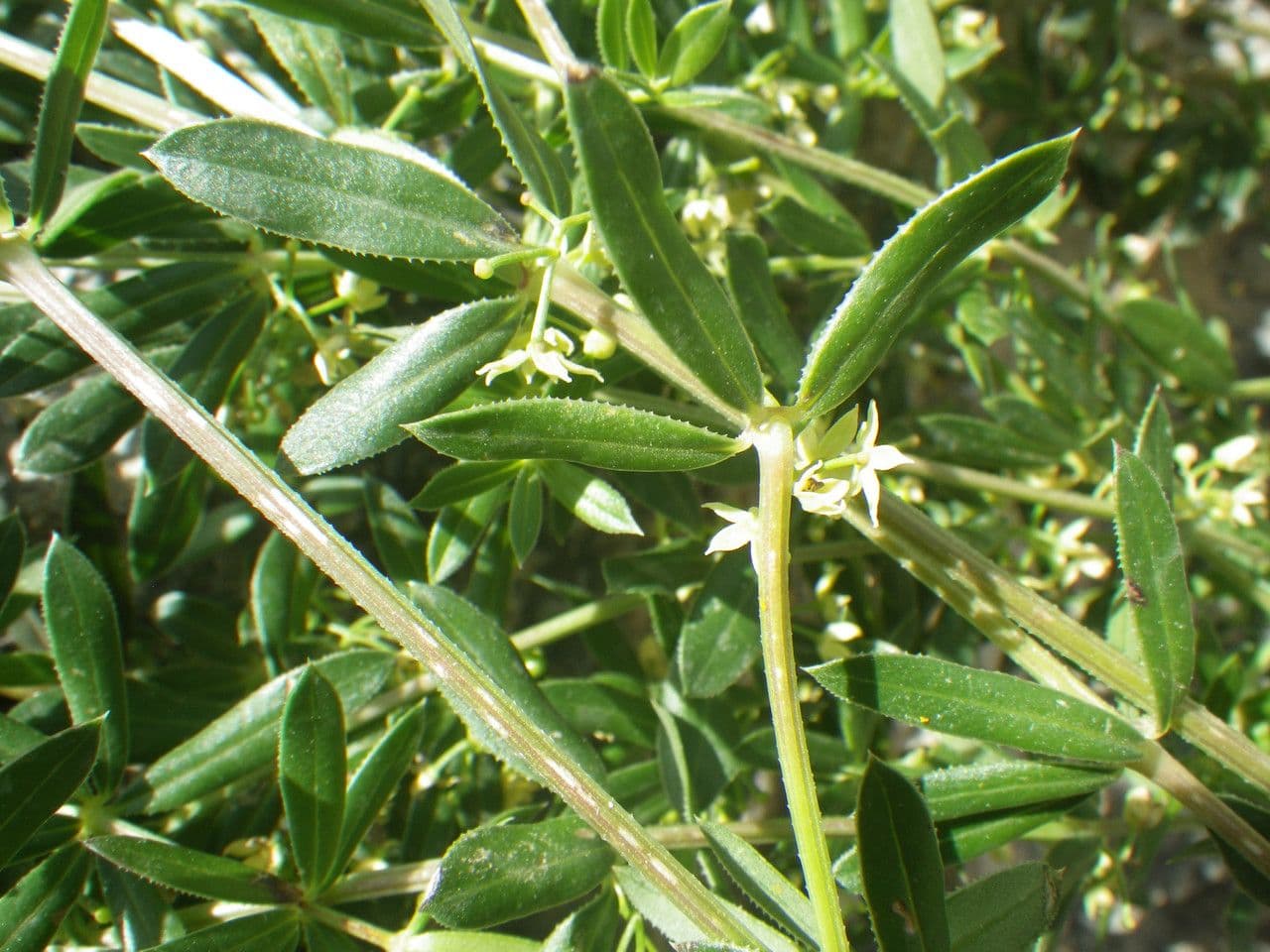 Schmalblättriges Färberkraut 9