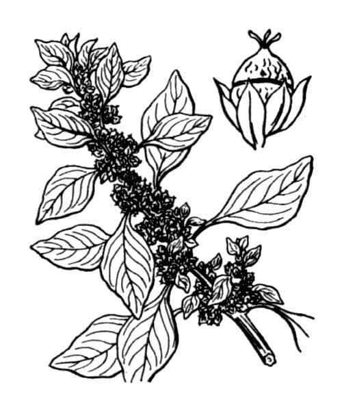 Amaranto greco 9