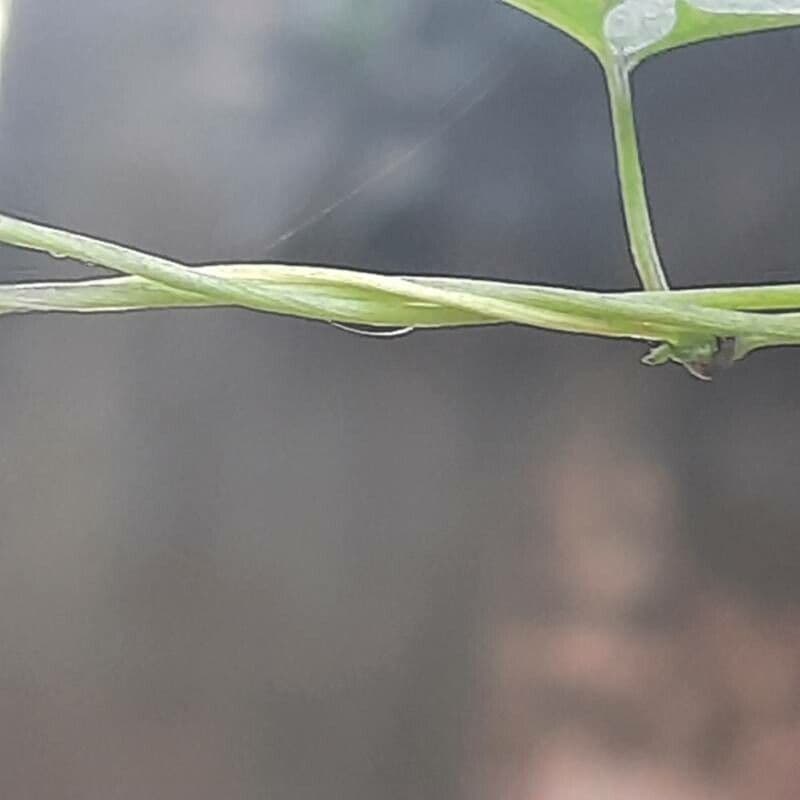 Ipomoea hederifolia 21