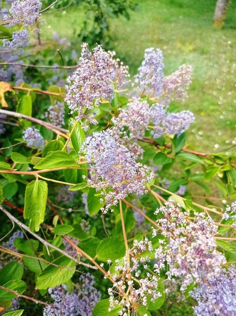 Ceanothus americký 7