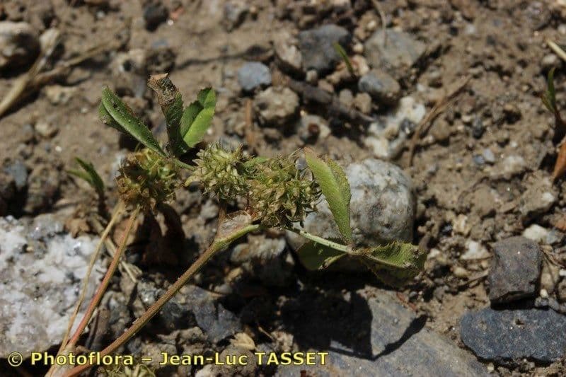 Teasel clover 4