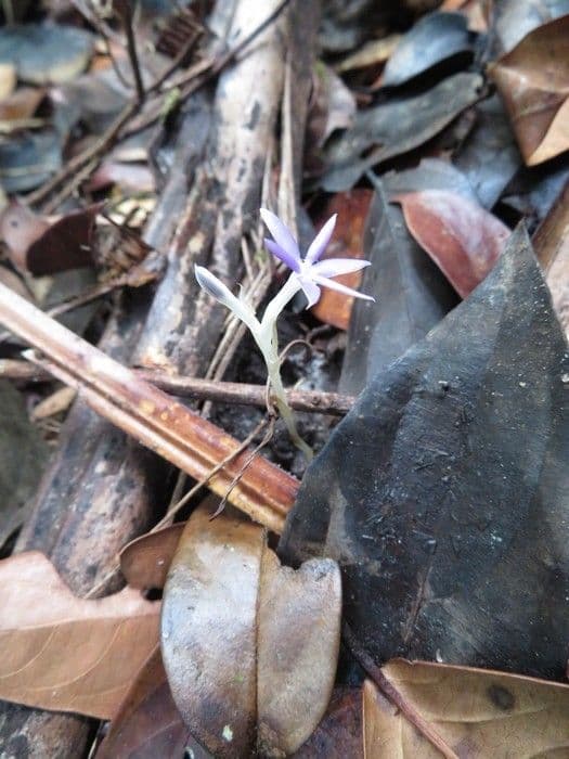 Voyria 2