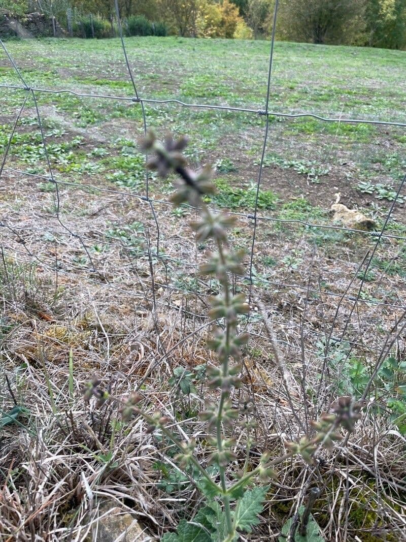 Berg-Gottesgnadenkraut 17