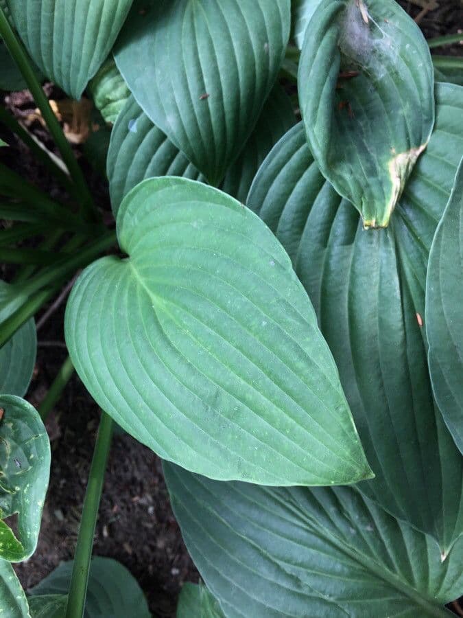 Curcuma 11