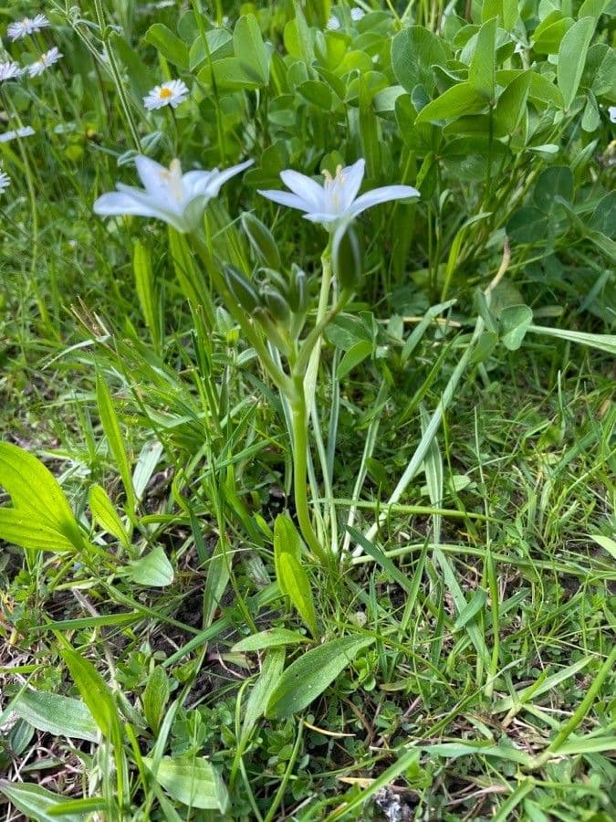 Ornithogale branchu 13