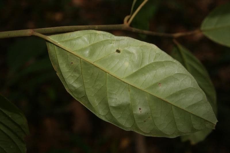Discophora 6