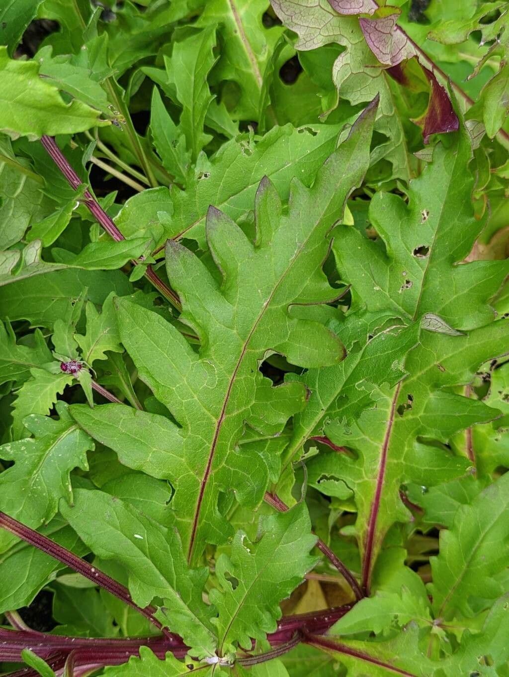 Saussurea pulchella 7