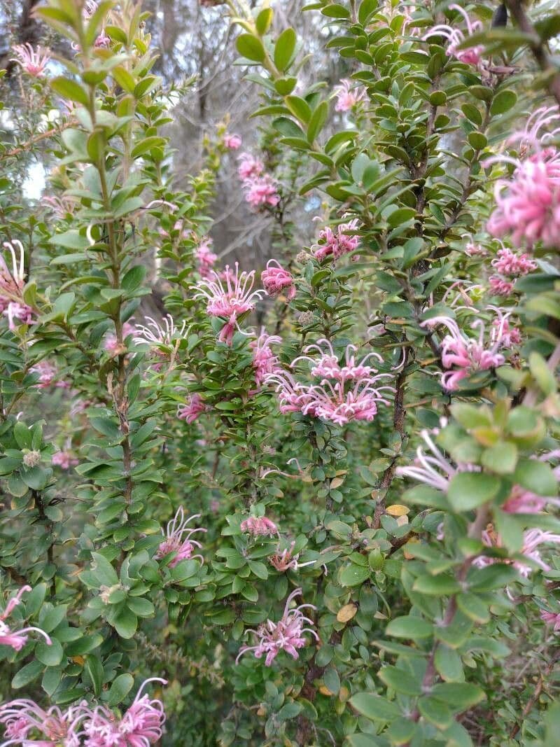 Grevillea sericea 7