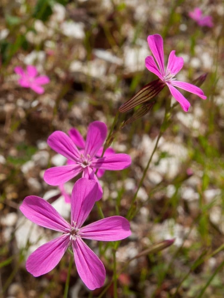 Silene 2
