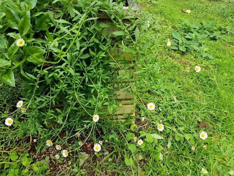 Erigeron modesto