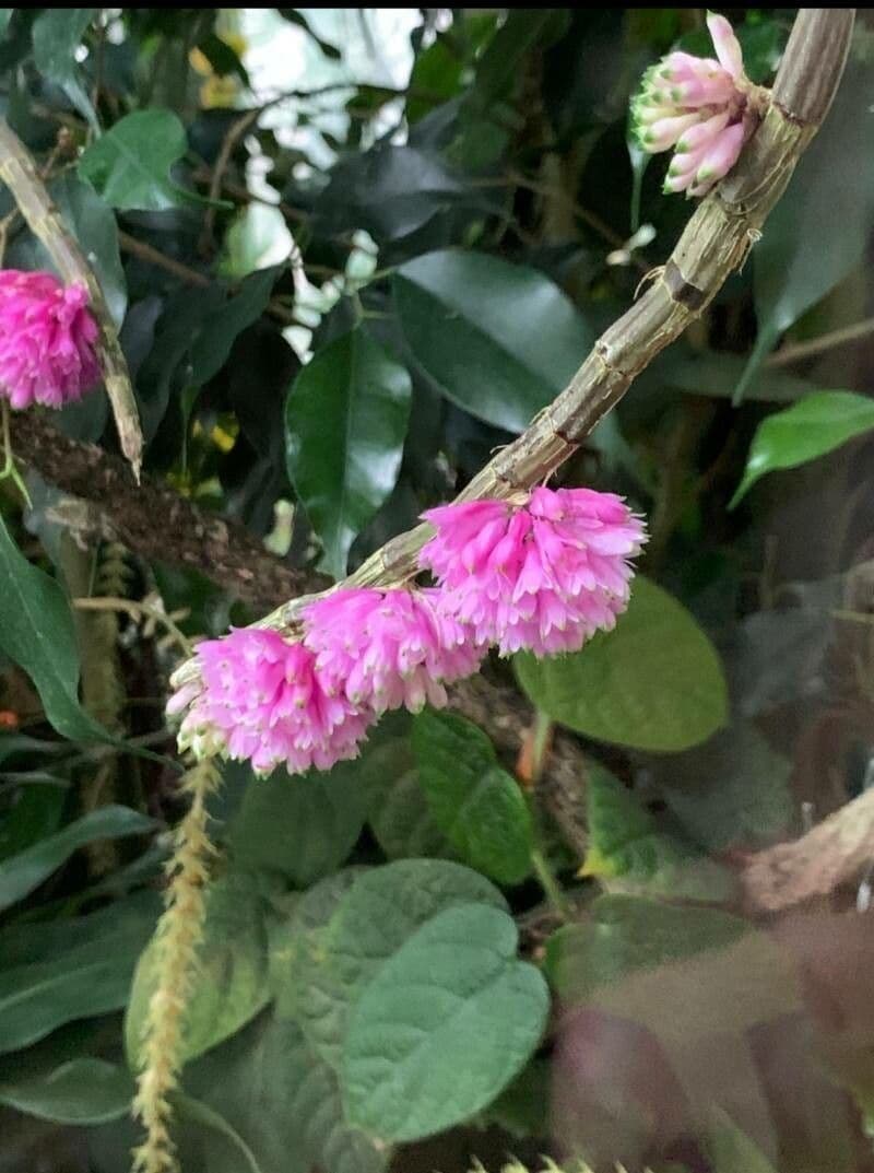 Dendrobium pseudoglomérato 3