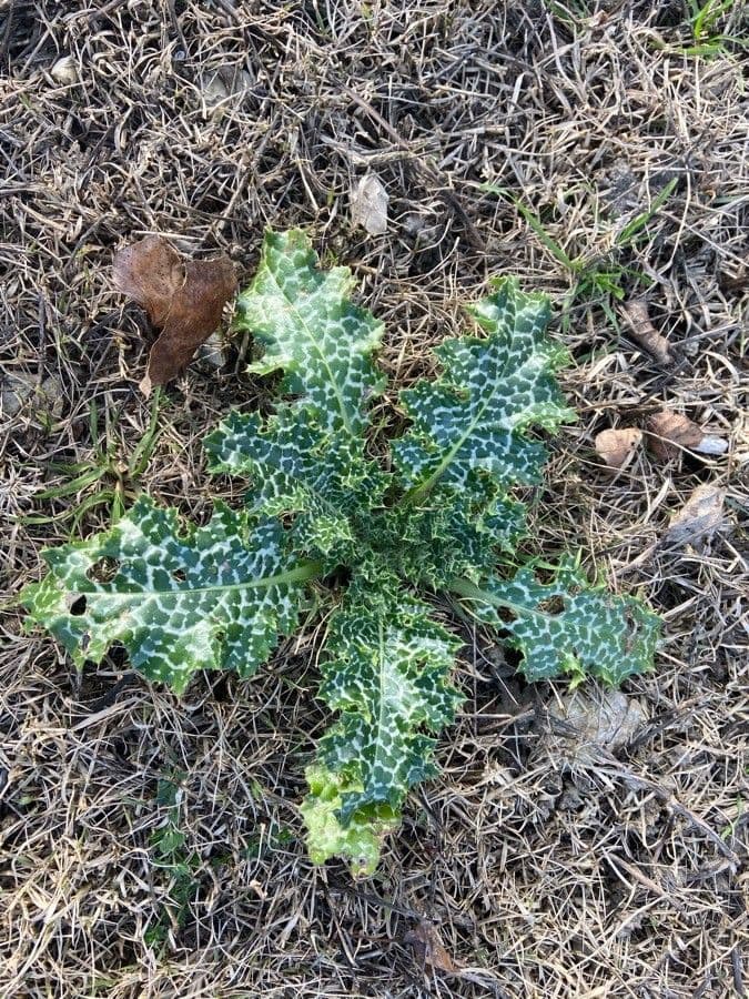 Mariendistel 17