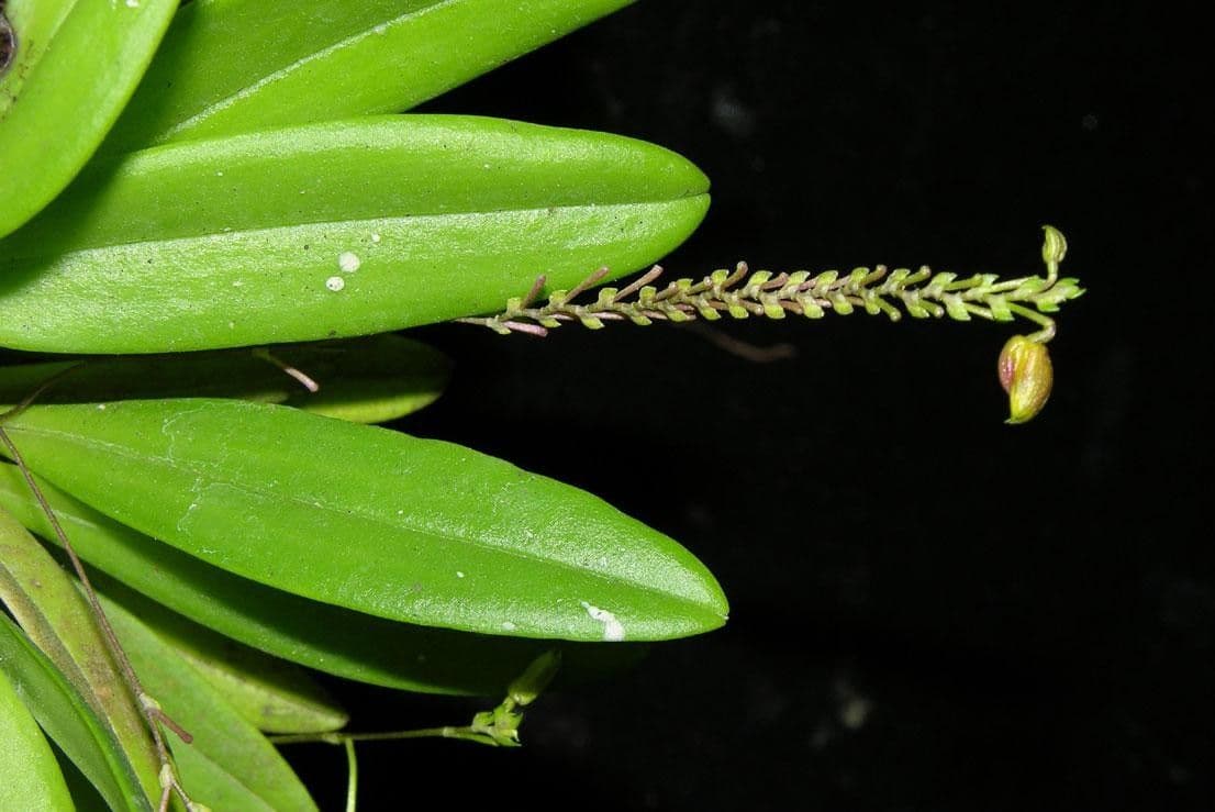 Scaphosepalum 6