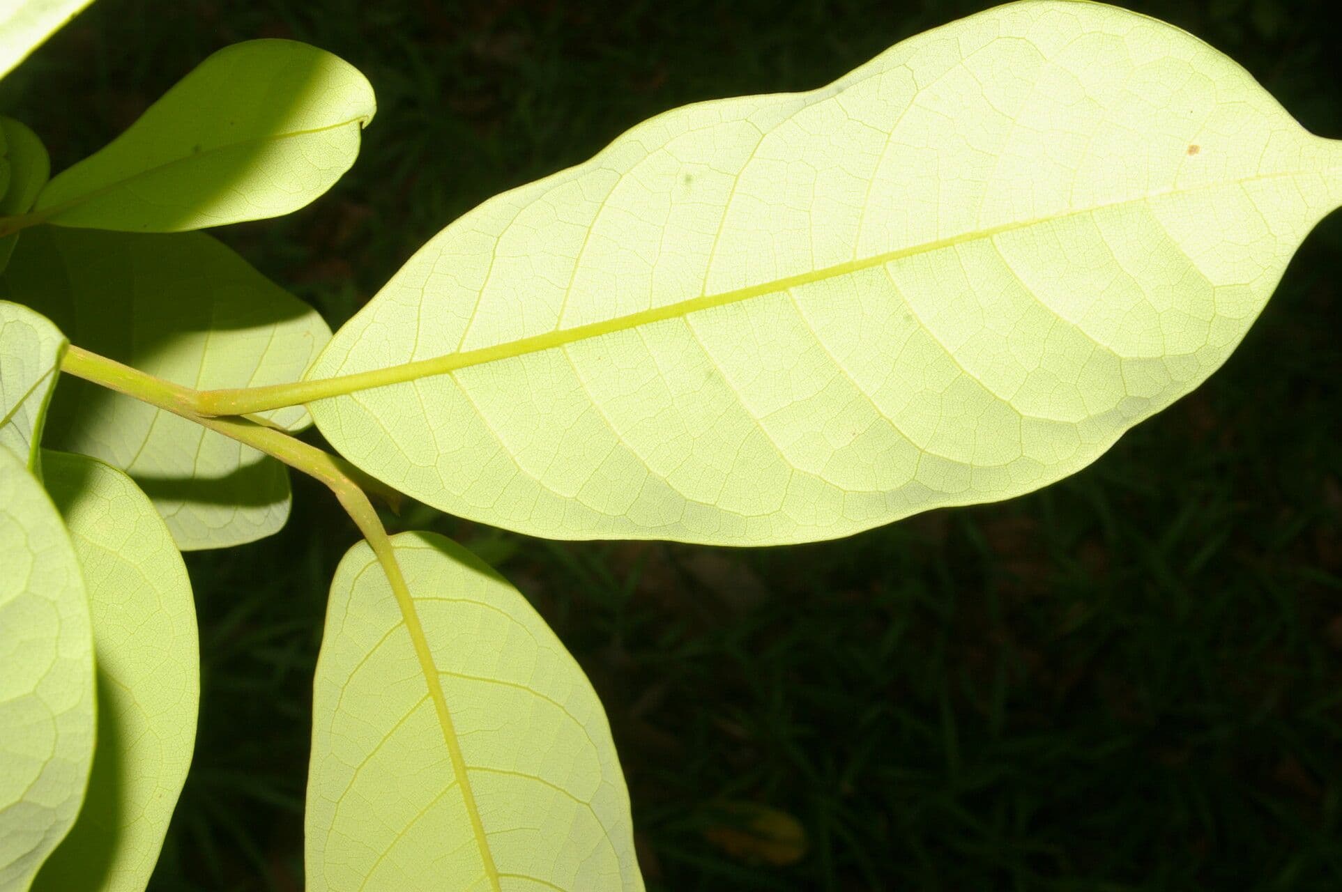 Aniba 8