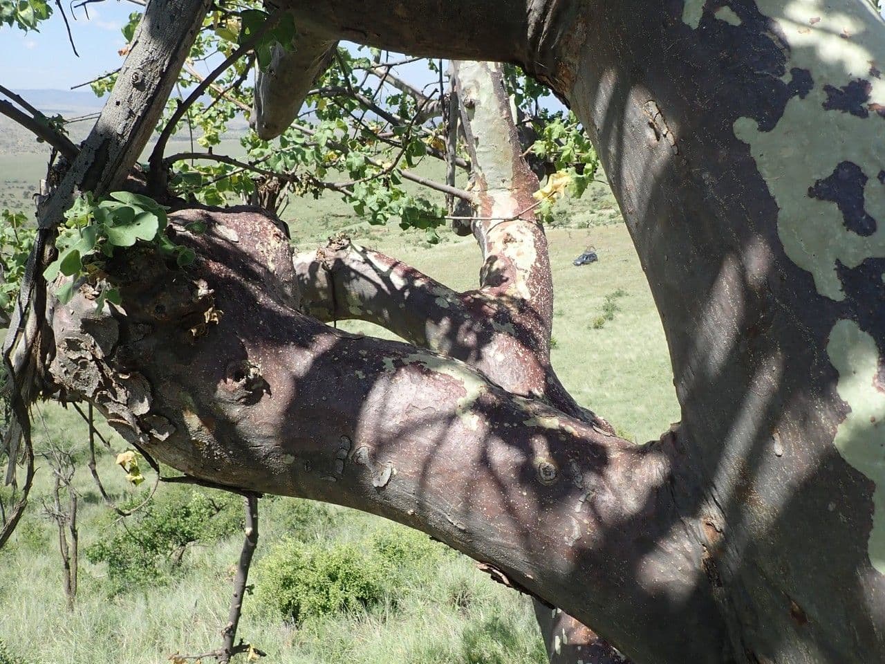 Sterculia 22