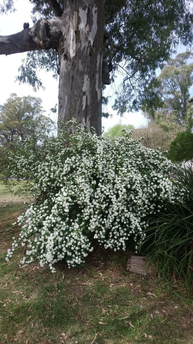 Reeve's spiraea 25