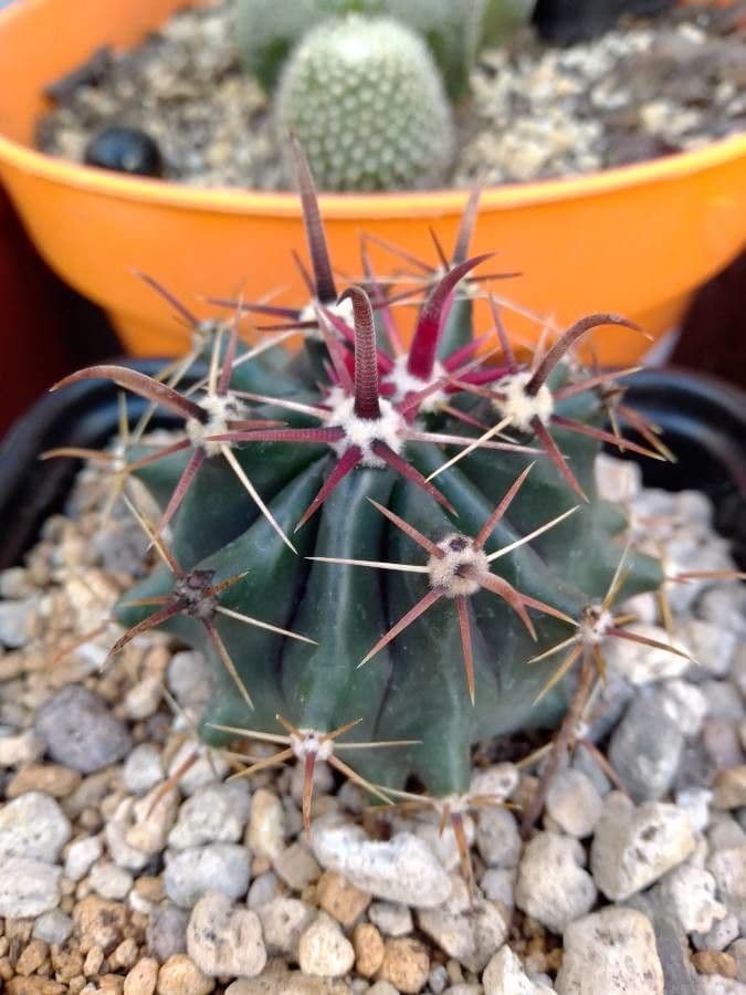 Cactus a botte uncino 12