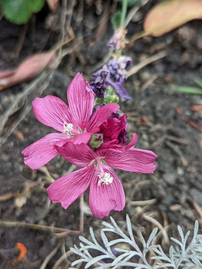 Sidalcea 5