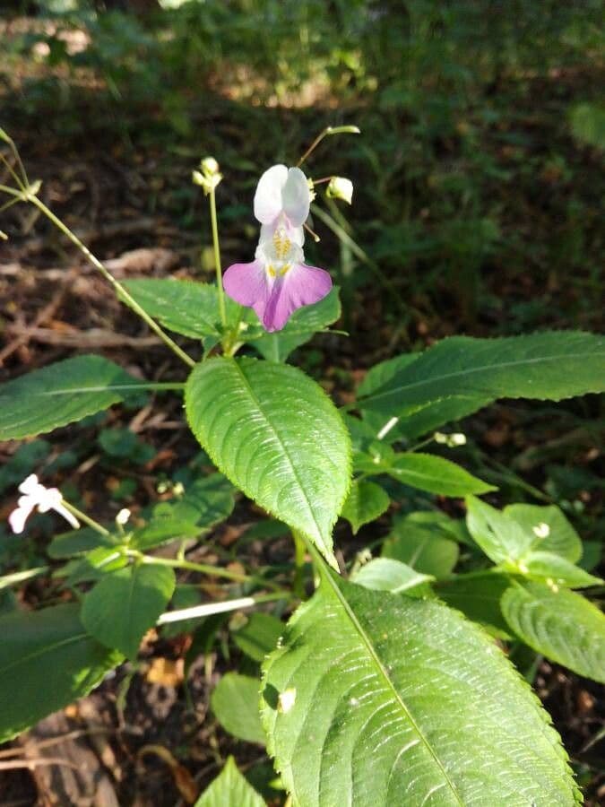 Balsamina di Balfour 8