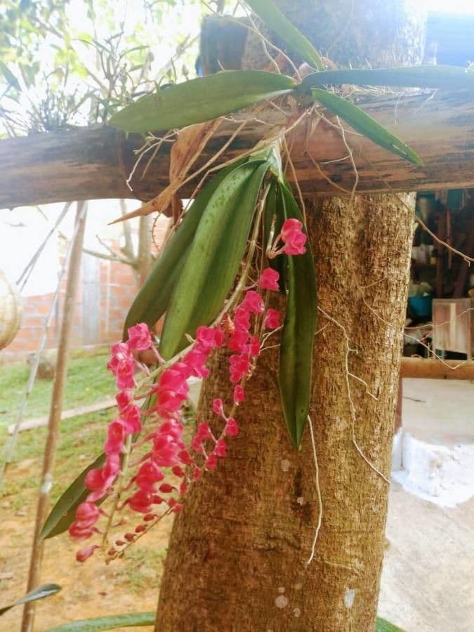 Orchidea corallo 4