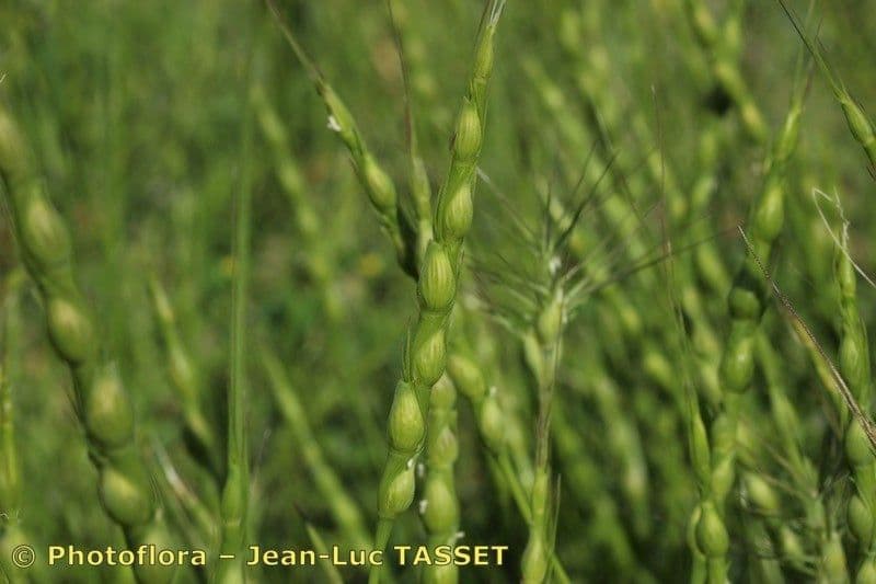 Aegilops ventricosa 6