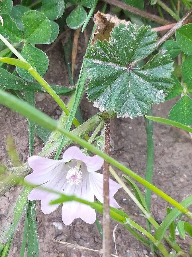 Malva domestica 20