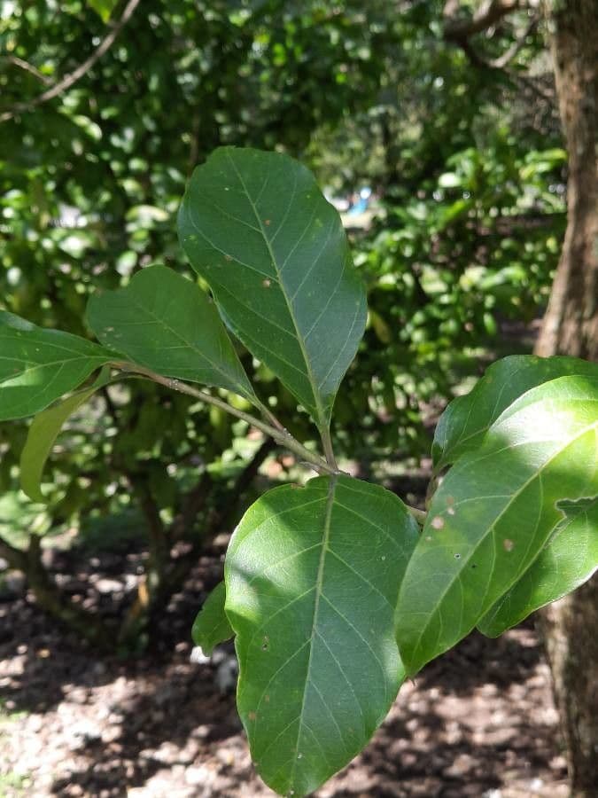 Citharexylum 3