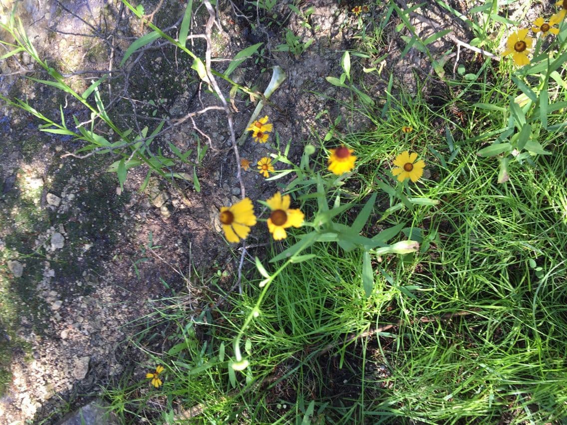 Helenium 4