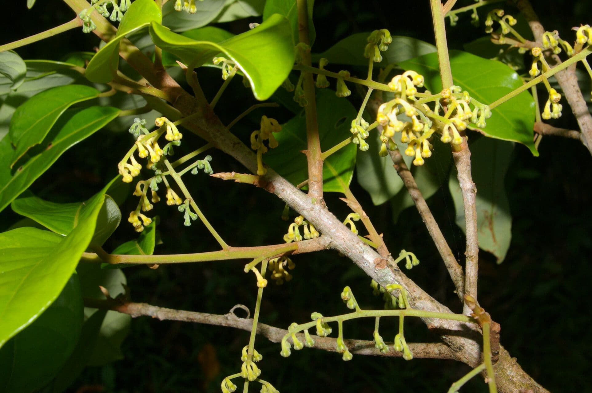 Aniba 3