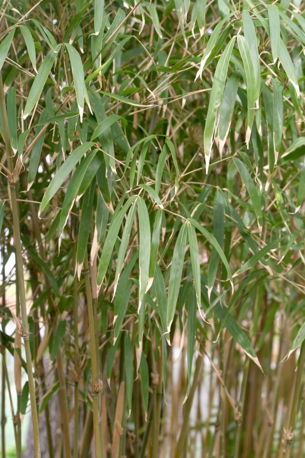 Bambù di Simon 2