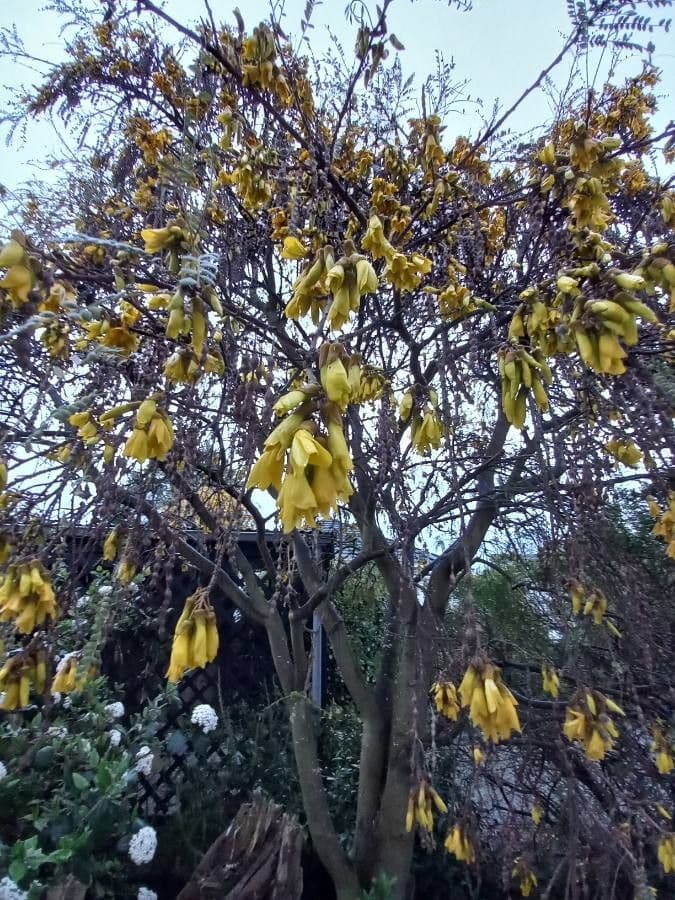 Sophora 9