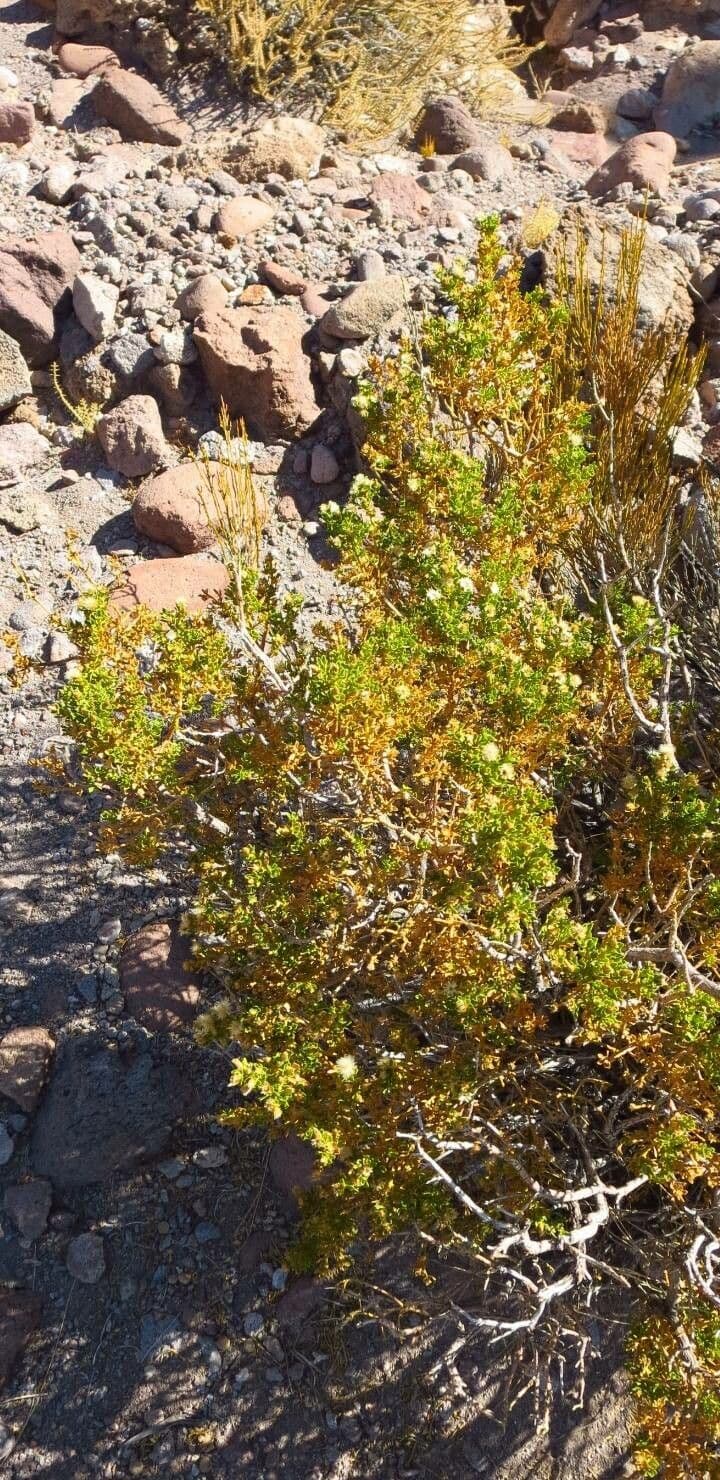 Oedera squarrosa 4