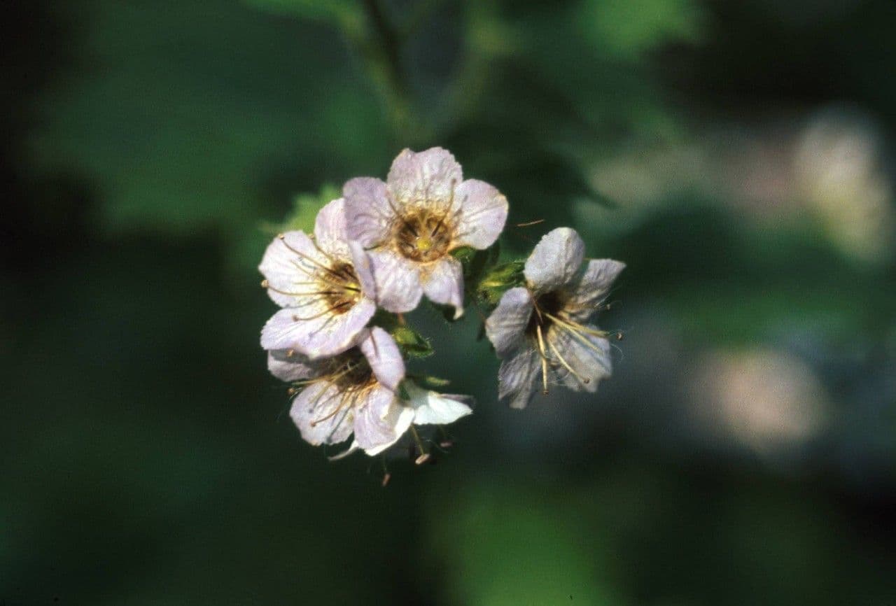 Facelia Bolandera 9