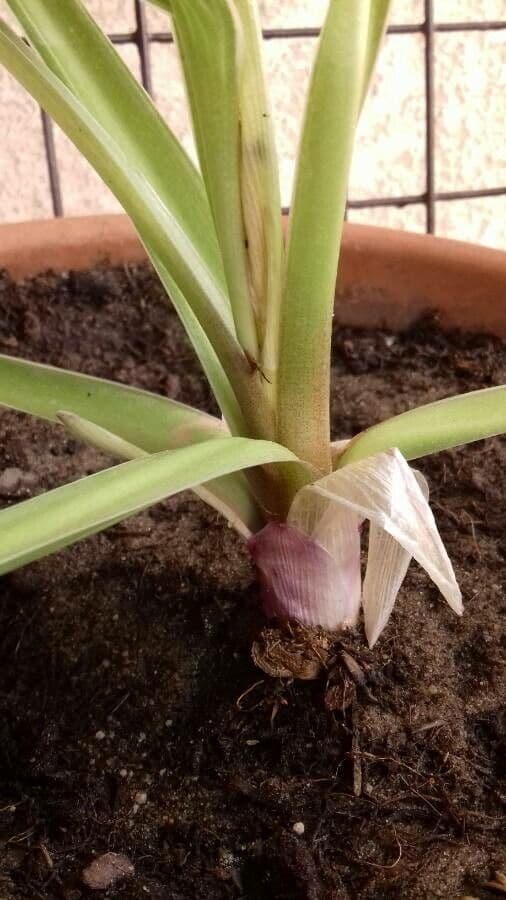 Hosta 21