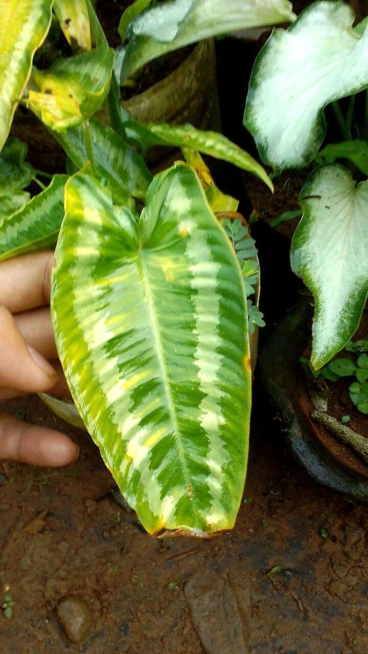 Schismatoglottis 3