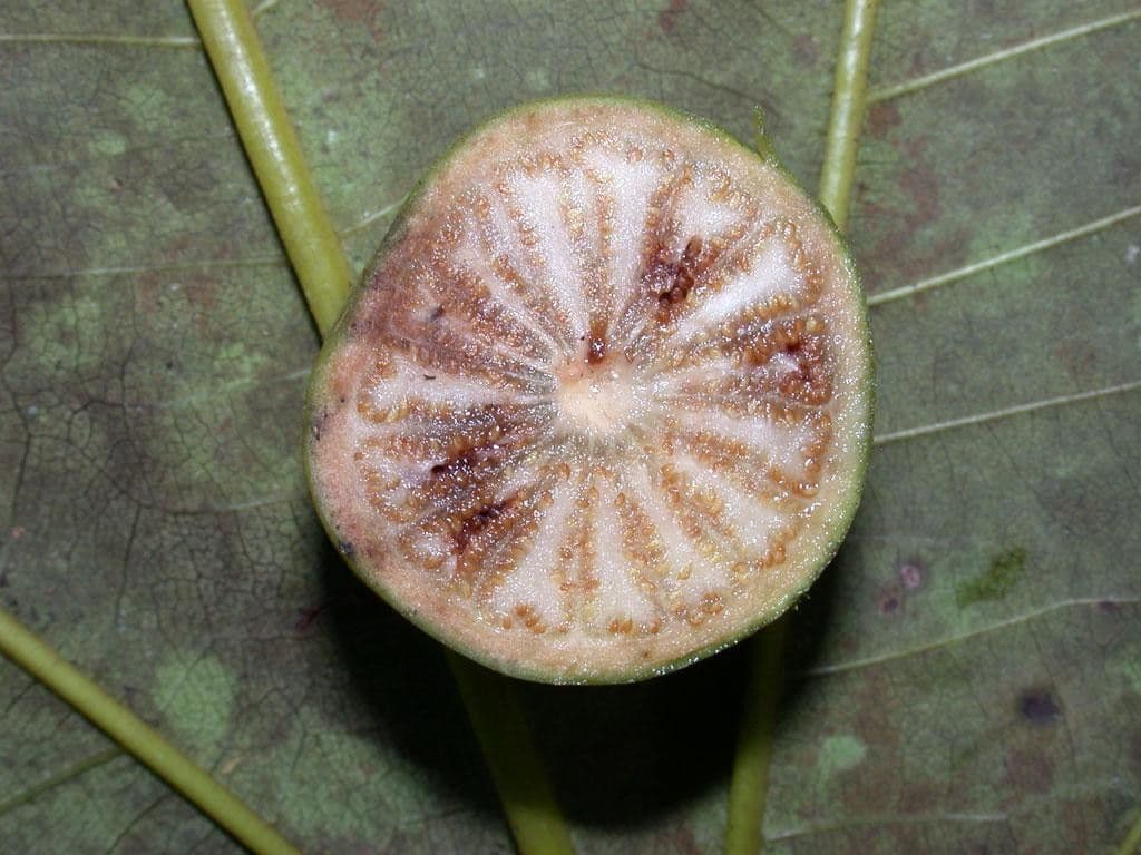 Bellucia grossularioide