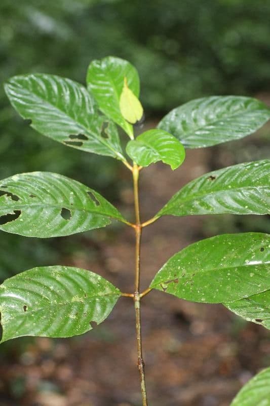 Palicourea 6