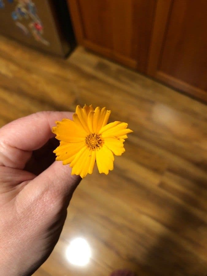 Coreopsis pubescens 4