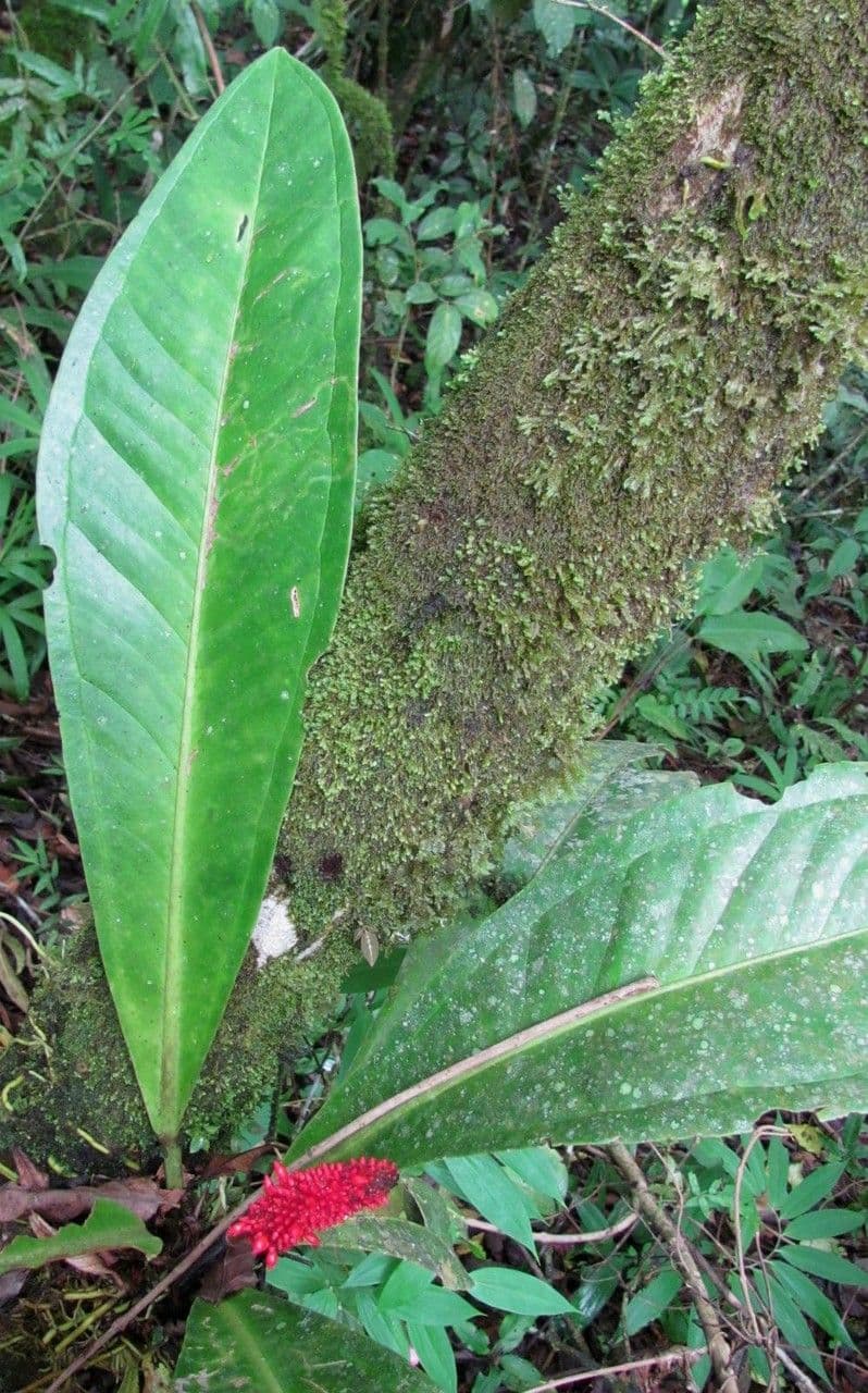 Anthurium 17