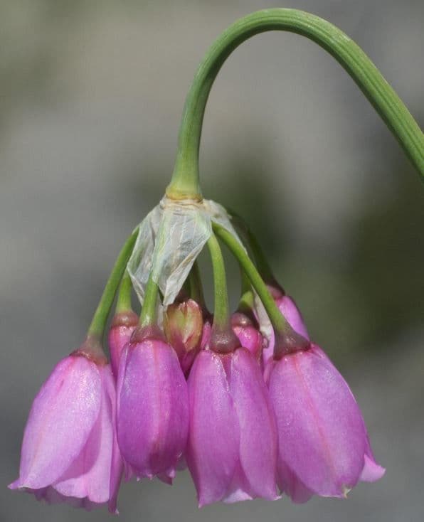Aglio narciso 6