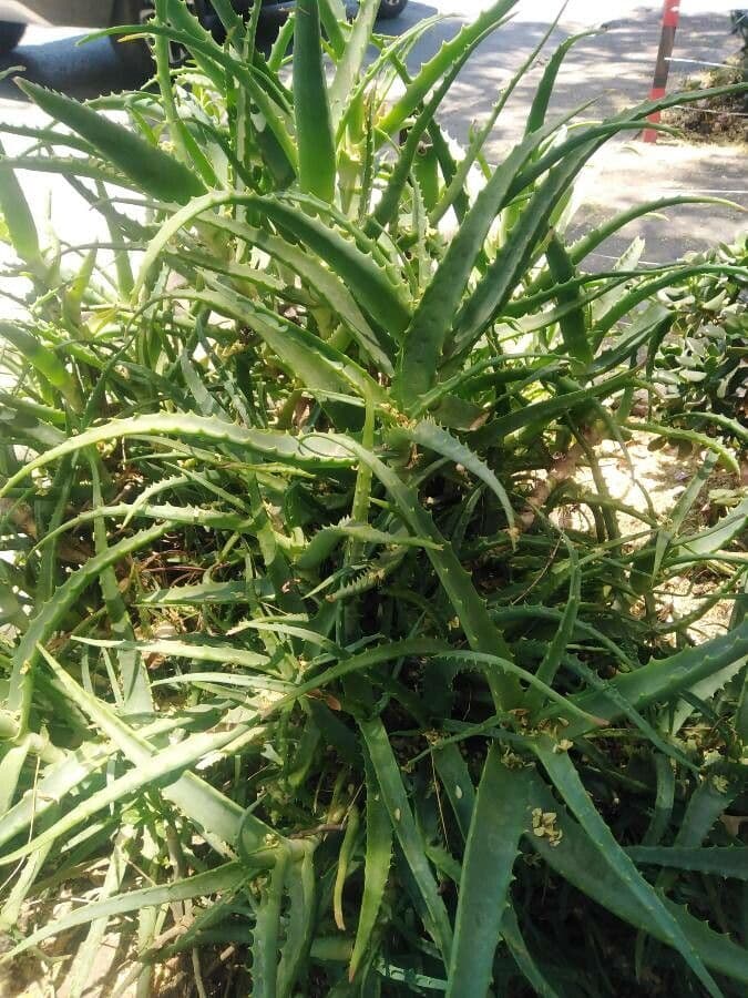 Baum-Aloe 22