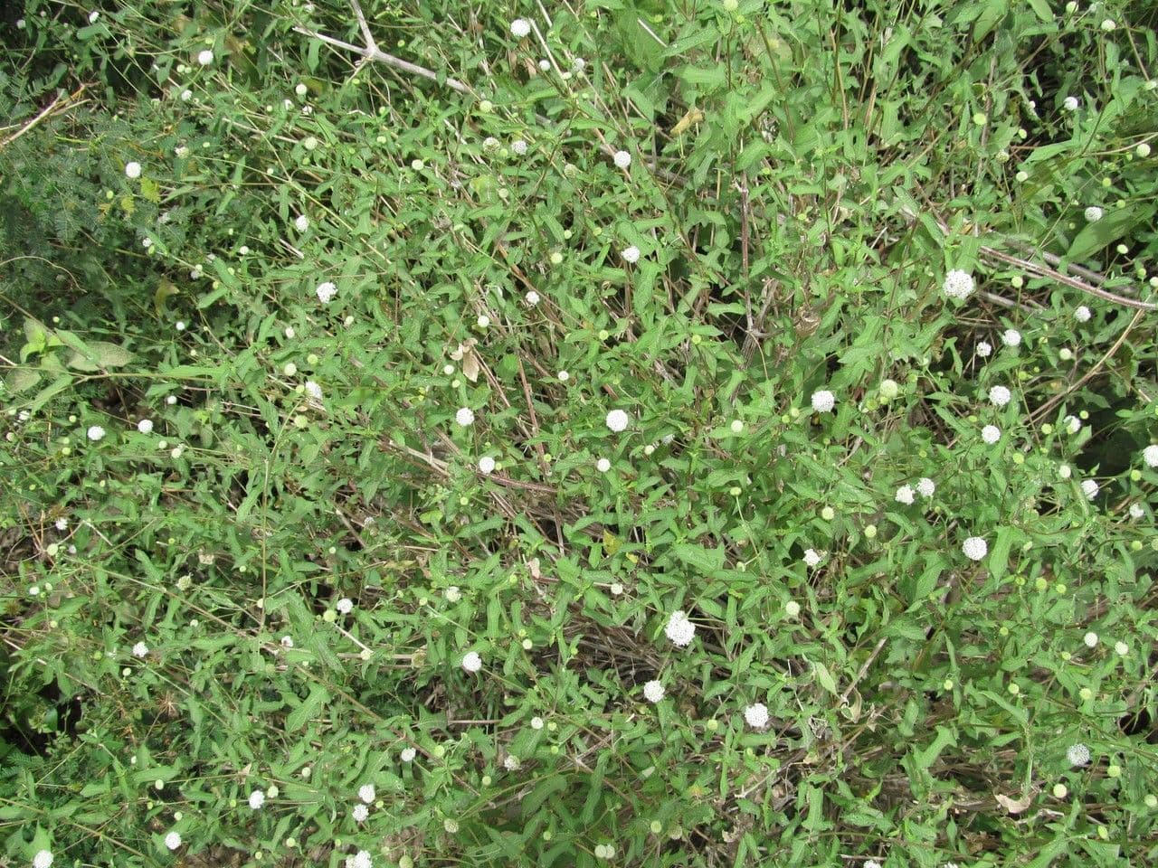 Schneeweiße Melanthera 8