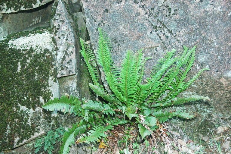 Polystichum imbricans 2