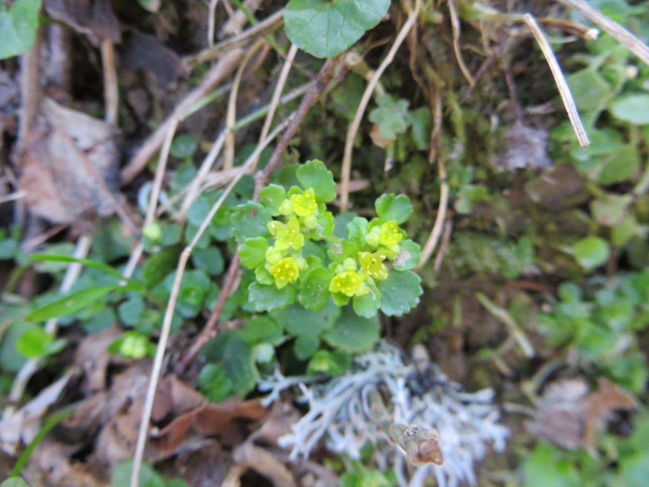 Gegenblättriges Milzkraut 26