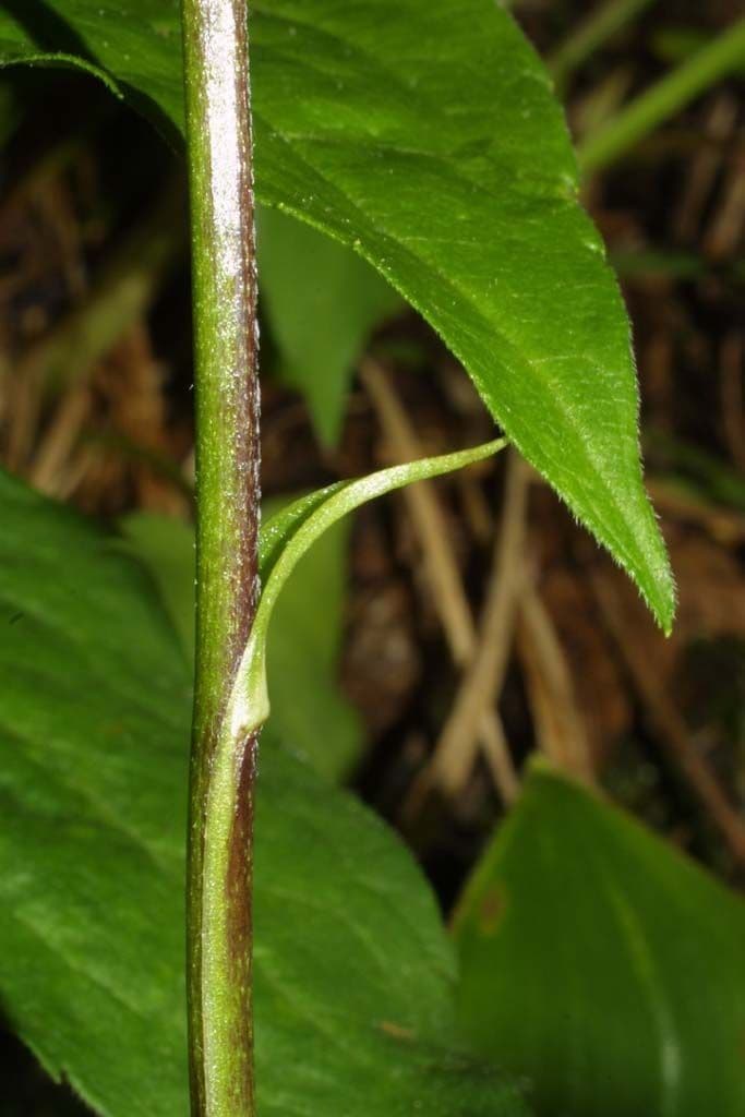 Clintonia boreale 22