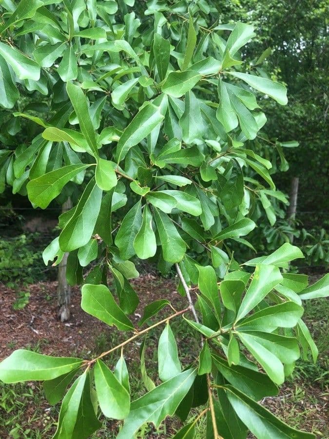 Quercia nera 15