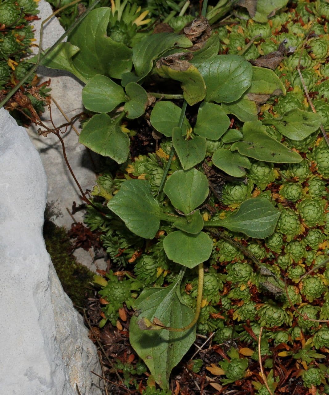 Dwarf valerian 11
