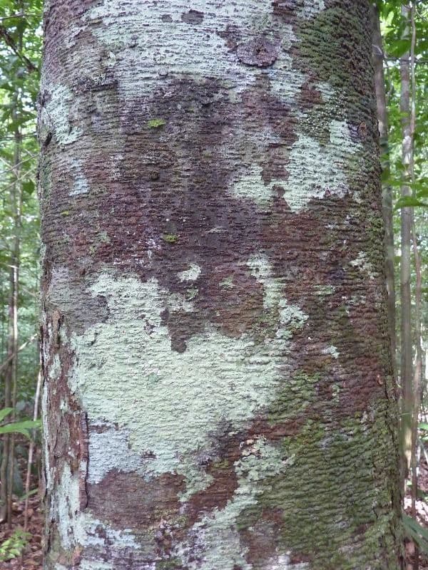 Batocarpus